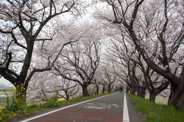 吉見町さくら堤公園の桜