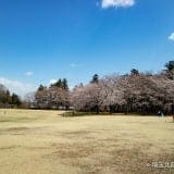 農林公園広場と桜