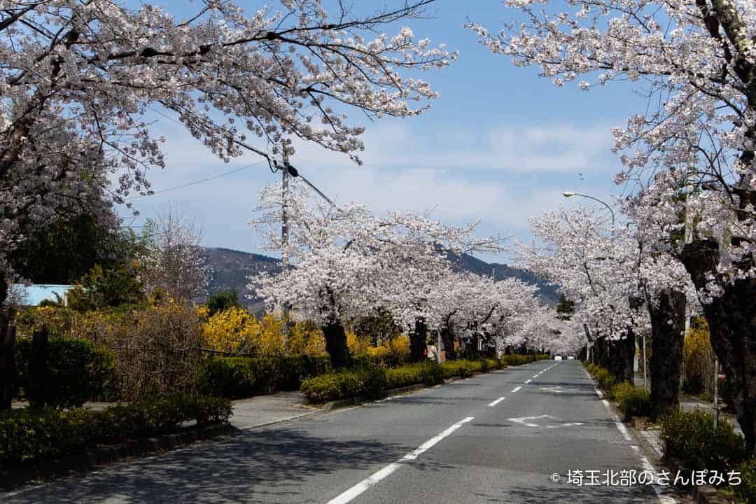 長瀞の桜名所 北桜通り 見頃 開花時期 駐車場を紹介 埼玉北部のさんぽみち