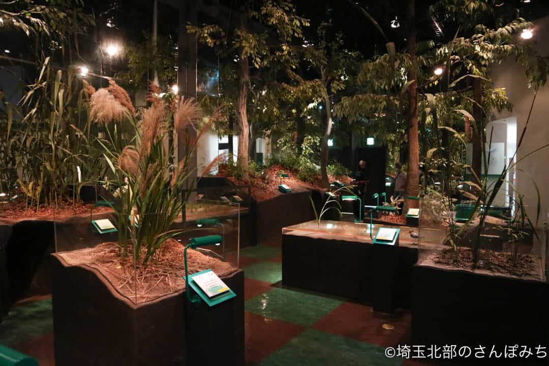 行田市古代蓮会館の展示室