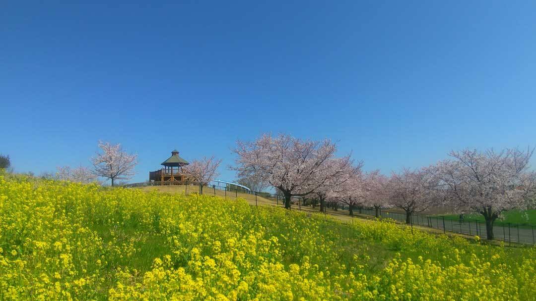 千代田町桜まつり会場第一三共なかさと公園