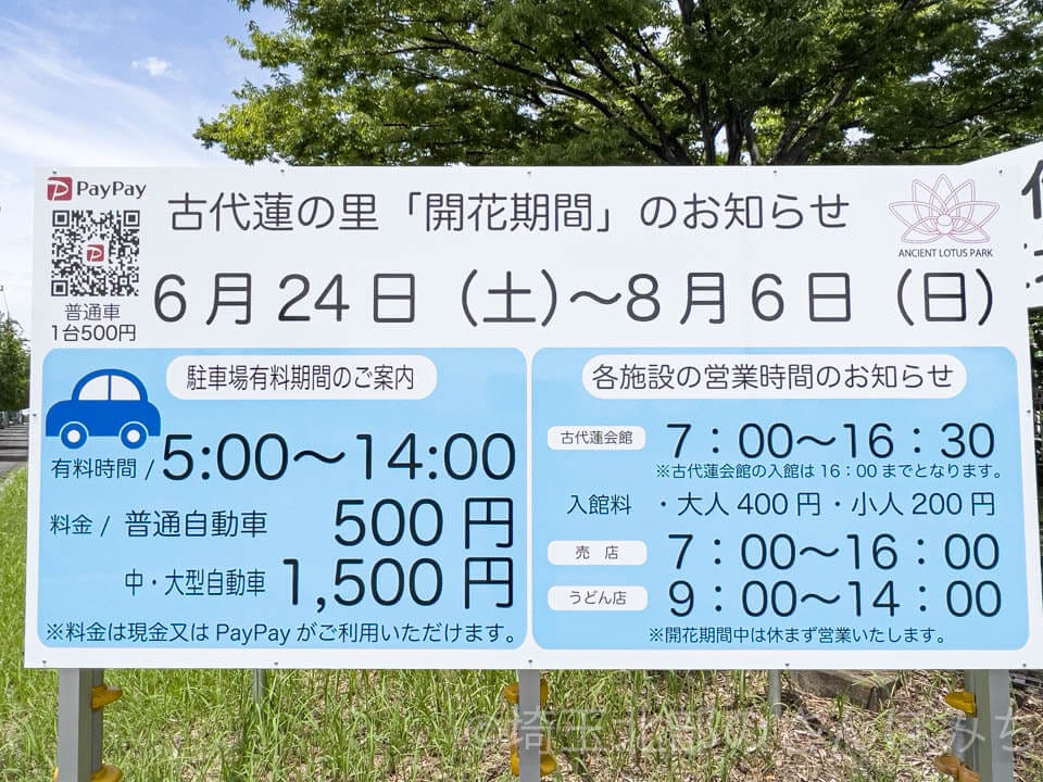 行田市「古代蓮の里」開花期間・駐車場料金(2023)