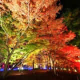 森林公園「紅葉見ナイト2023」ライトアップ