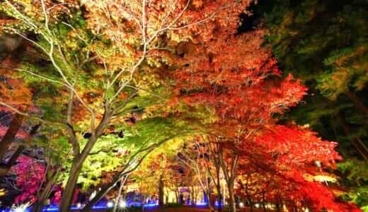 滑川町・国営武蔵丘陵森林公園「紅葉見ナイト（2023年）」開催！紅葉とイルミネーションの競演