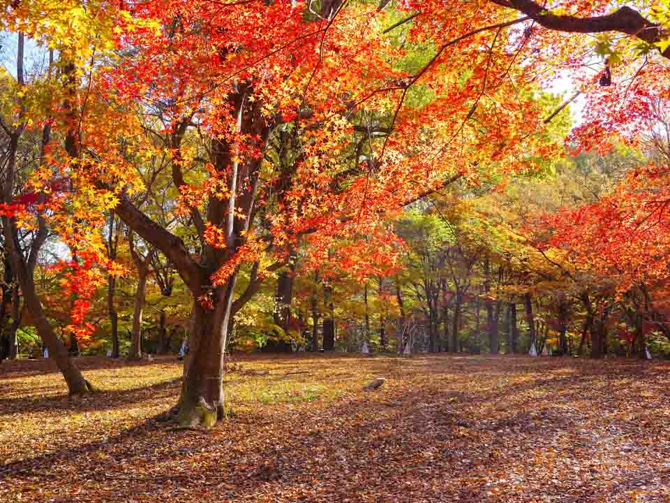 森林公園「紅葉見ナイト2023」昼間の紅葉