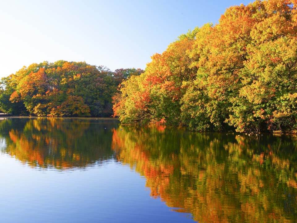 森林公園「紅葉見ナイト2023」池の紅葉