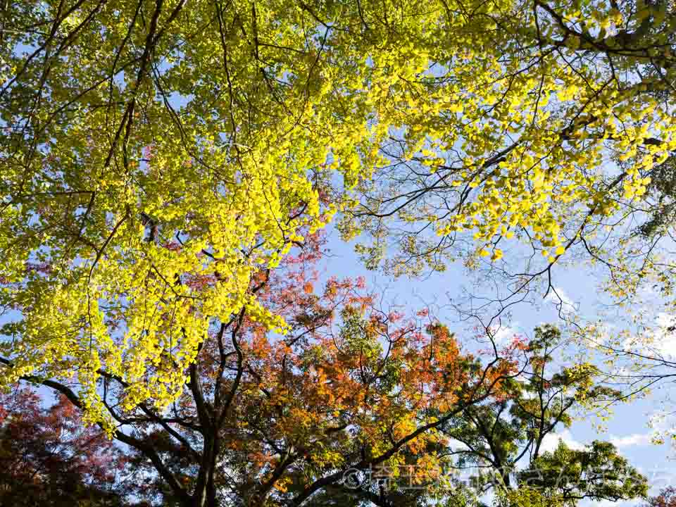 寄居町・雀宮公園内の紅葉