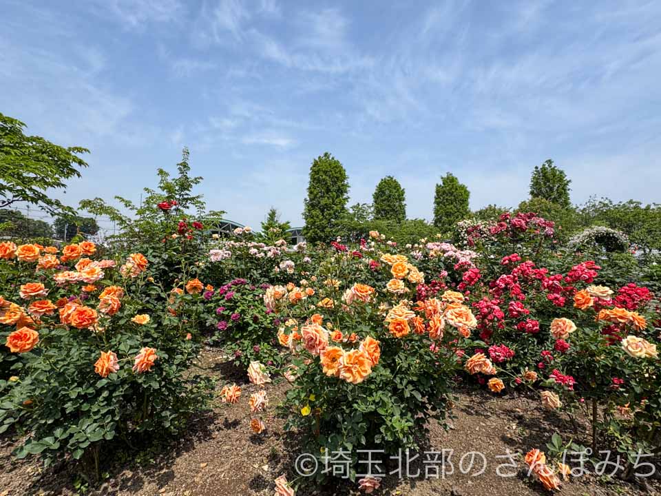 熊谷・道の駅めぬま バラ園の花壇