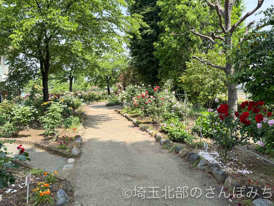 熊谷・道の駅めぬま バラ園の歩道