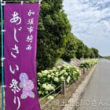 加須市騎西のあじさいが見頃！6月14日にあじさい祭り開催