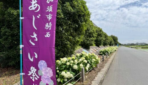 加須市騎西のあじさいが見頃！6月14日にあじさい祭り開催