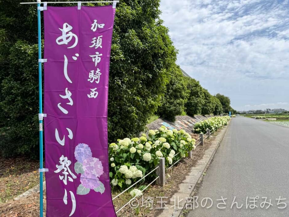 加須市騎西あじさい祭　のぼり