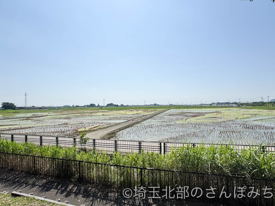 2025年行田・古代蓮の里「田んぼアート」田植え直後