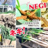 道の駅おがわまち「深谷ねぎ⼤収穫祭開催」