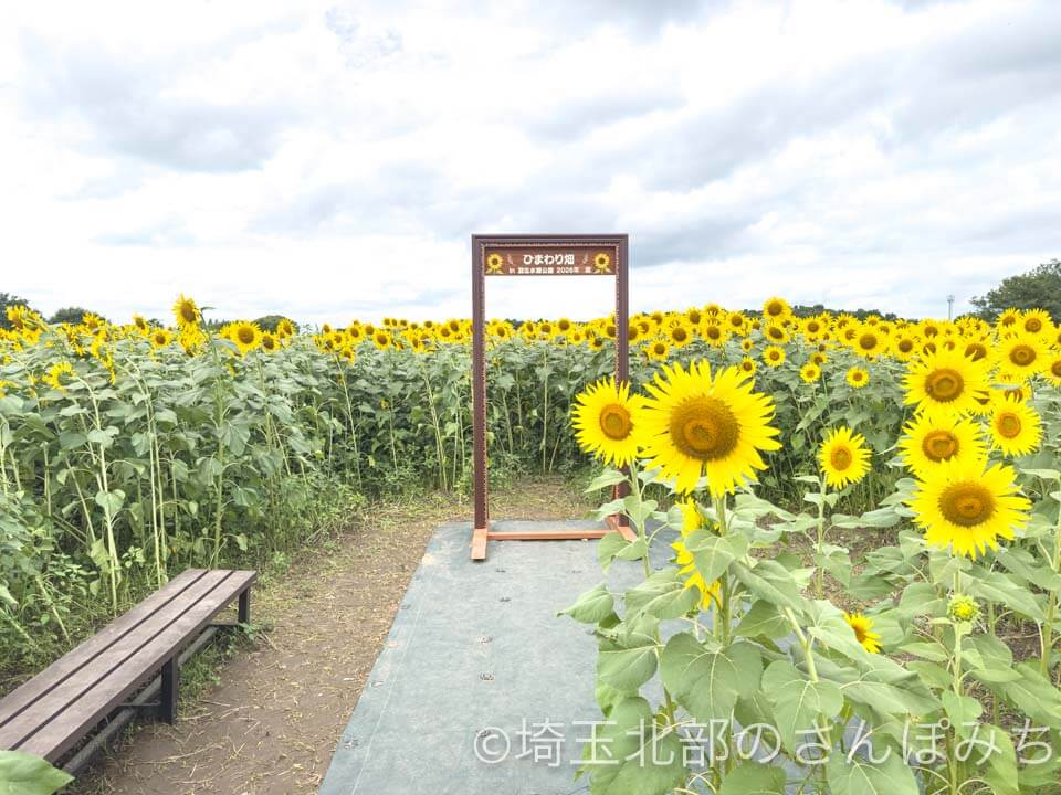 羽生水郷公園 ひまわり畑フォトスポット
