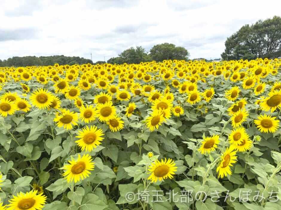 羽生水郷公園 ひまわり畑